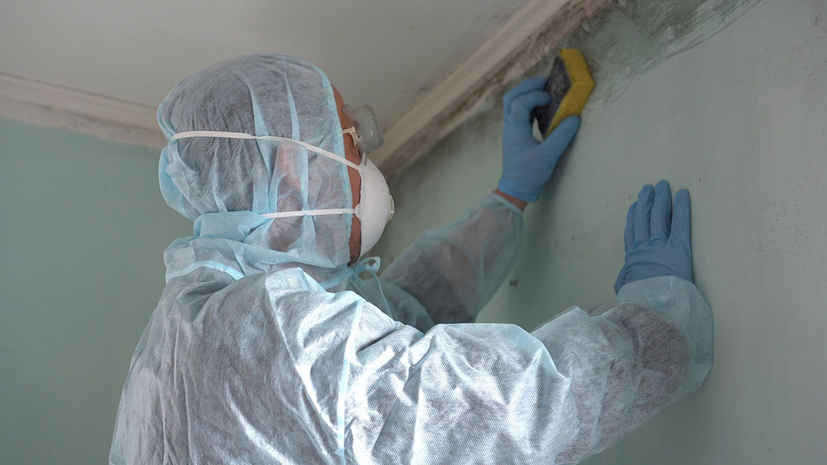 Mold Removal